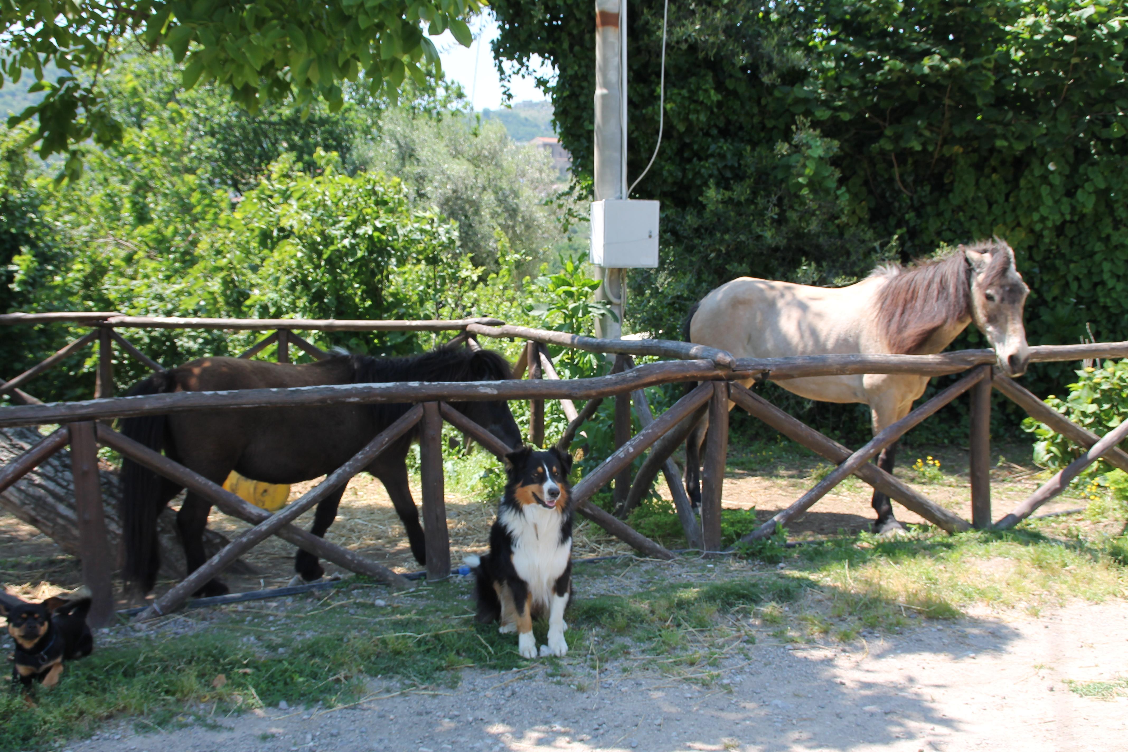 Agriturismo Piccolo Paradiso Πιάνο ντι Σορέντο Εξωτερικό φωτογραφία