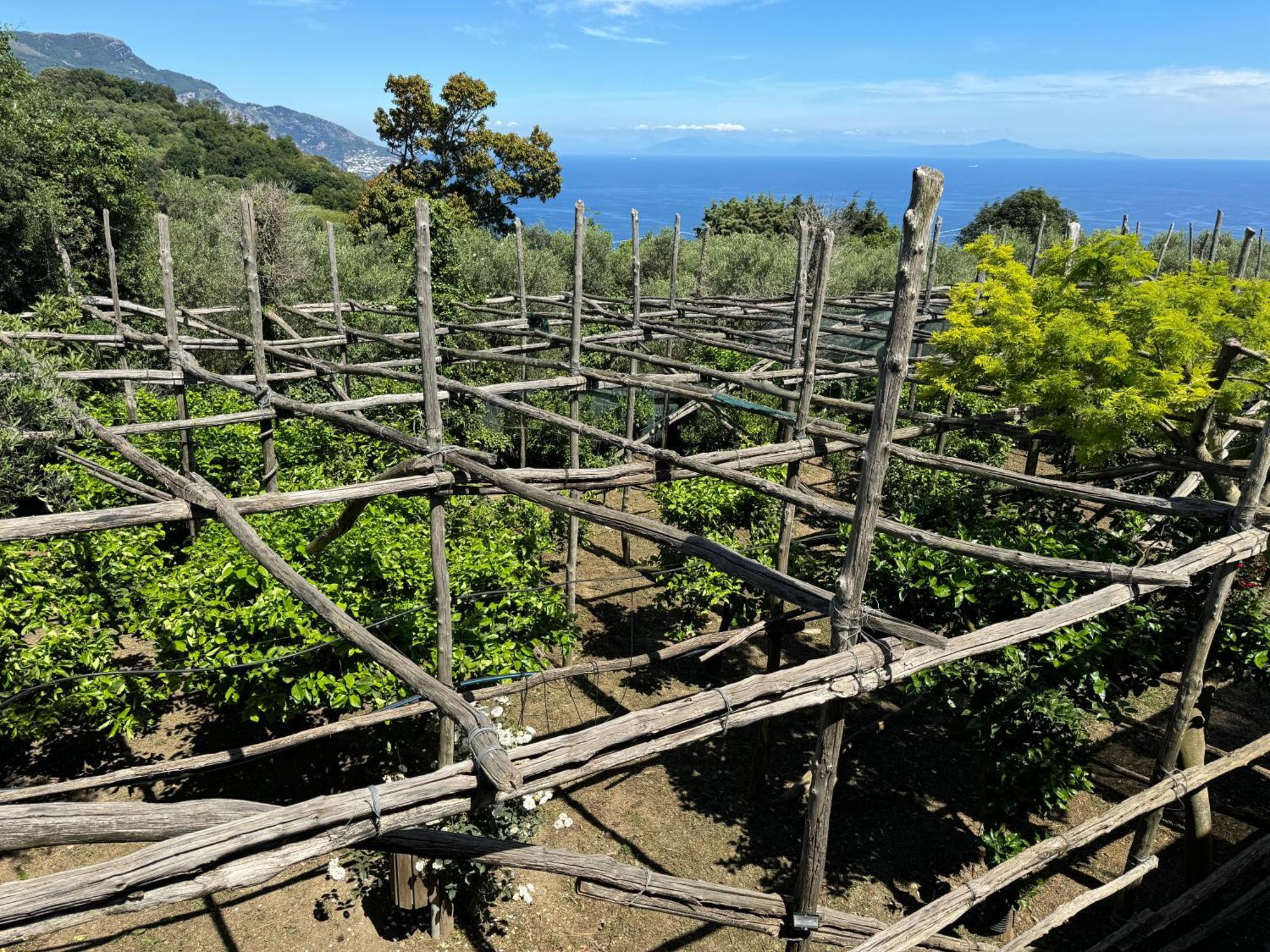 Agriturismo Piccolo Paradiso Πιάνο ντι Σορέντο Εξωτερικό φωτογραφία